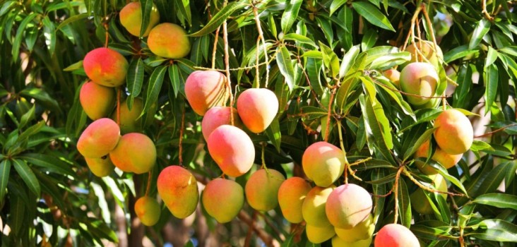 mangos2